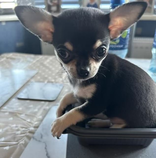 Jenni Murray's dog Minnie, photographed when she was a puppy. Jenni broke a vertebra when she fell out of bed while she was trying to hug Minnie, who was unharmed.