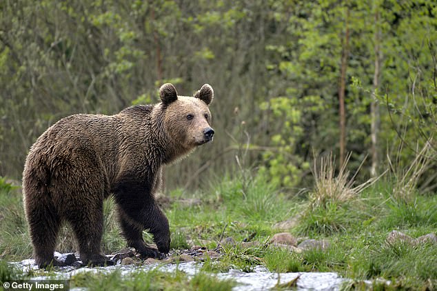 The number of people injured or killed by bear attacks in Japan in 2023 exceeded 200 for the first time