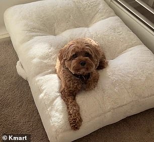 Shoppers are 'obsessed' with new self-warming pet bed ($35) that just arrived in Kmart stores