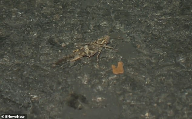 Las Vegas residents have reported sightings of grasshoppers flying around the city, causing quite a scare for many.