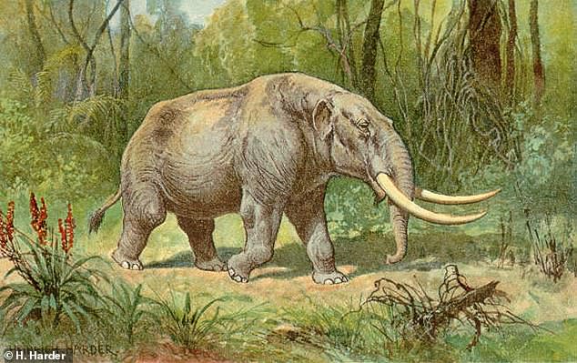 The mastodon lived 5.4 million years ago until 10,000 years ago when it became extinct. It is a distant relative of the modern elephant.