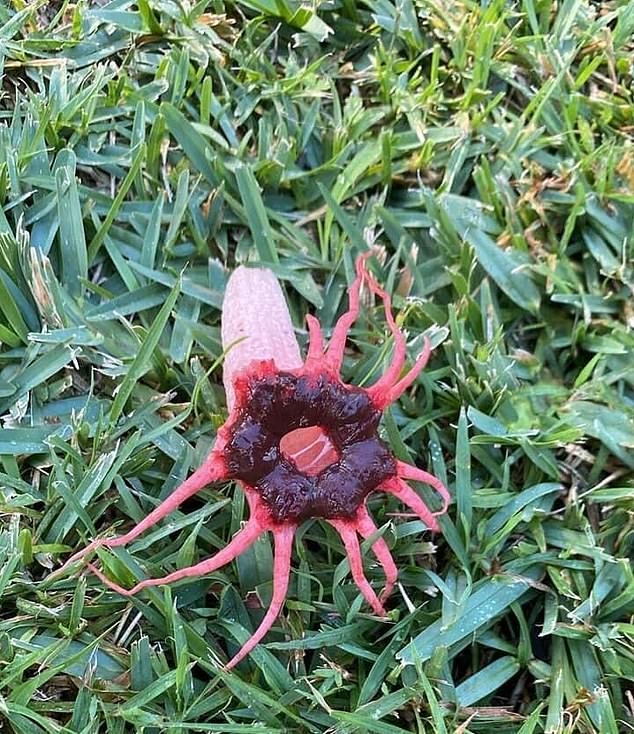 A woman was surprised to find this stinky fungus in her garden.