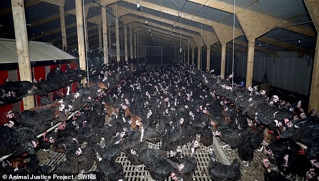 Free-range egg farms in Leeds, Powys and Leicestershire supply major supermarkets across the UK, including Sainsbury's. In the photo, chickens crammed inside one of the sheds on the Powys farm.