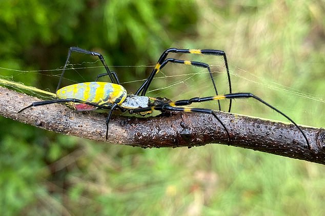 While the imposing Jor¿ spider is likely here to stay, according to most scientists, no deaths have been documented from this arachnid. They are poisonous, but their venom is weak. Their fangs also cannot pierce the skin of a human.