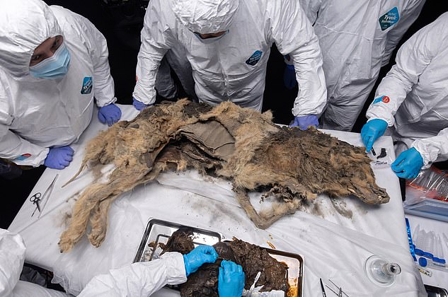 An autopsy was performed on an ancient wolf that was preserved by permafrost, the earth 