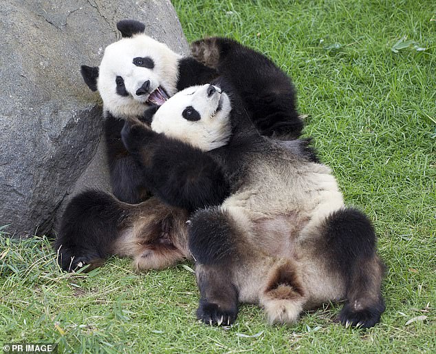 Premier Li will visit the giant pandas at Adelaide Zoo (pictured) as part of his visit to Australia.