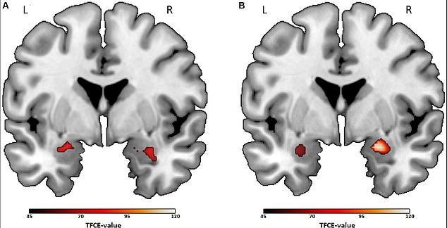 The scientists found that people who like comedy and action (right) had more activity in the region related to emotion and reward compared to people who preferred thriller and documentary (left).