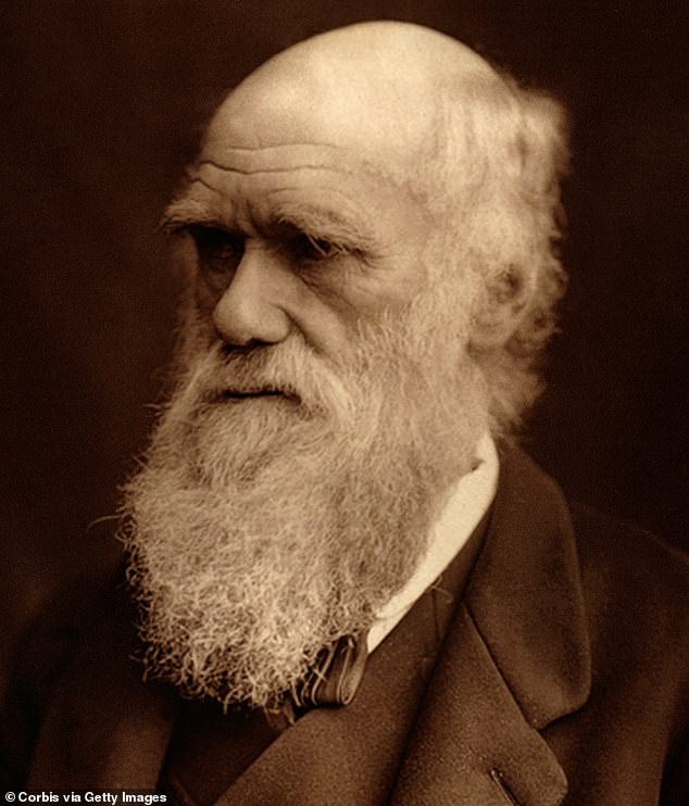 In their theories of evolution, naturalists Charles Darwin (pictured) and Frenchman Jean Baptiste Lamarck said long necks evolved to help giraffes reach leaves high in trees, avoiding competition with other herbivores. .