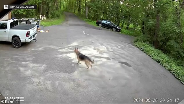 The mother bear could be seen digging through a trash can with three cubs by her side moments before the tense encounter.