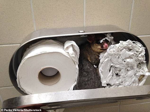 Possums are 'tempted' by the toilet because they are hungry for food waste, says Mike