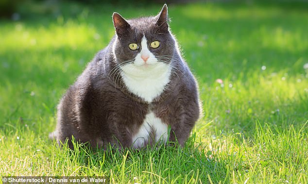 Fat felines are also on the pharmaceutical giants' radar, with one clinical trial finding that a drug similar to Ozempic caused cats to lose 5 percent of their weight.