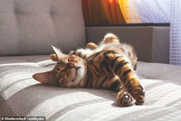 Sixty per cent of felines over the age of six suffer from joint problems, so Dr Scott Miller encourages pet owners to make their animals' sleeping area more accessible and give them supplements to keep them fit and healthy (file image)