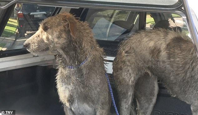 Two Irish wolfhounds (pictured) were seized from Helou's Peakhurst Heights home by police and Georges River City Council rangers and later euthanised.