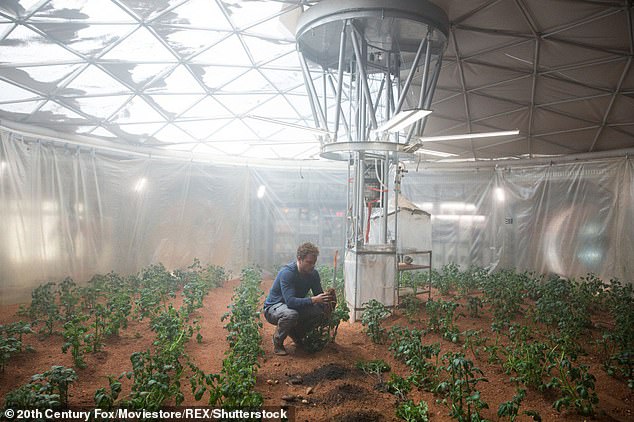 Experts do not suggest that humans eat S. caninervis on Mars to survive, because the plant is not edible. Pictured here, Matt Damon as Dr. Mark Watney growing potatoes on Mars in the 2015 film 'The Martian'