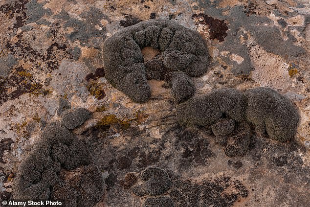 Steppe moss (Syntrichia caninervis) waits for rain among lichens in Hackberry Canyon of Hovenweep National Monument, Colorado, USA.