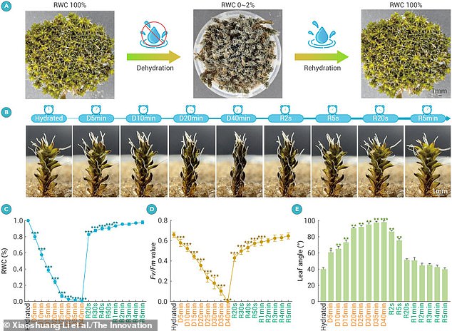 In laboratory tests, plants regenerated when thawed, although their recovery was less rapid compared to control specimens that had been dehydrated but not frozen.