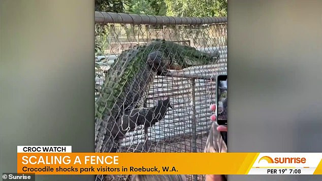 The Sunrise co-presenter was left stunned as he watched the massive crocodile climb and balance on the caged fence in front of shocked onlookers in Western Australia.