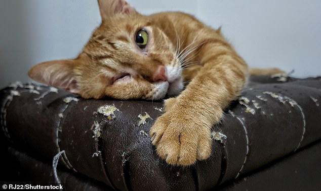 Cats scratching furniture can frustrate their owners, but this normal feline behavior could be controlled by adapting play sessions and offering scratching posts in the right places, researchers have found.