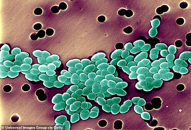 Above, a scanning electron micrograph image of an antibiotic-resistant strain of Enterococci bacteria, which is known to cause urinary tract infections and wound infections.