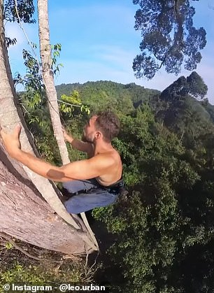 In the image above, Leo climbs a 60-meter-high tree in Sumatra, Indonesia.