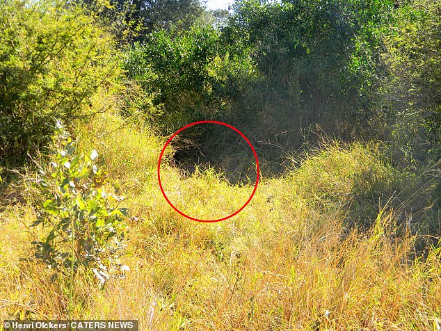 In the first photo, the leopard can be seen staring into the lens from behind a small tuft of grass in the centre of the frame.