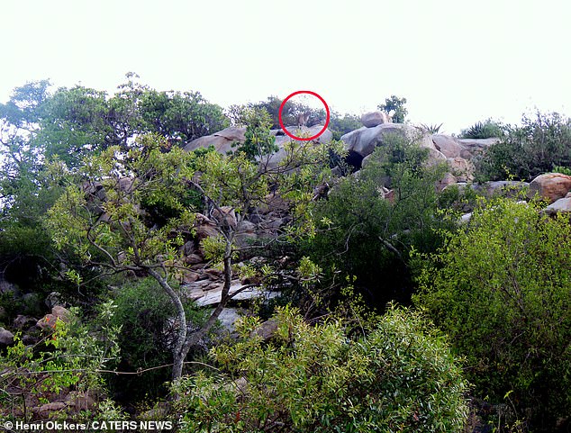 In the second image, the big cat can be seen majestically looking out over the park while standing on top of a large rock.