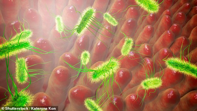 E. coli (Escherichia coli) bacteria live in the intestines of healthy people and animals. But when people are exposed to the bacteria through other sources, such as other people's feces, they can get food poisoning.