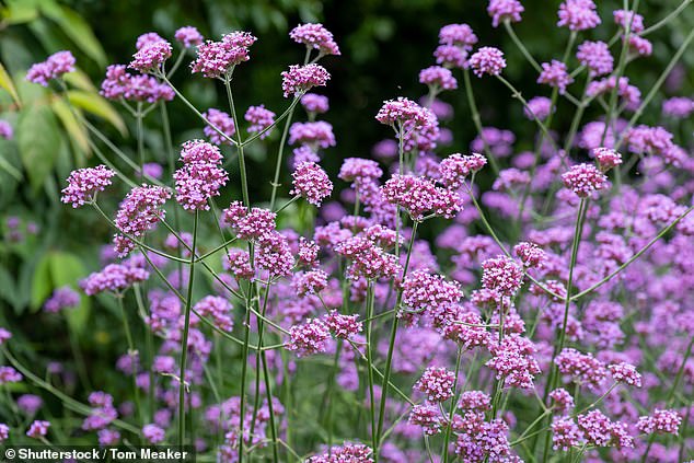 According to the Royal Horticultural Society, Verbena bonariensis is considered a 