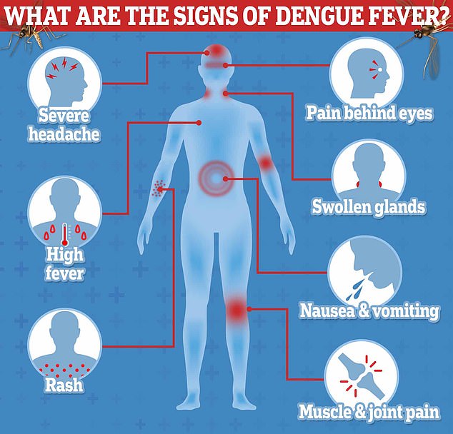 Dengue is a potentially fatal virus that is transmitted to people through infected mosquitoes and was historically known as 