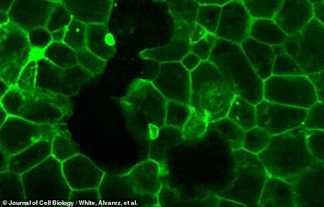 Above, the glow of fluorescent proteins revealed the embryo's initial scaffolding, called 