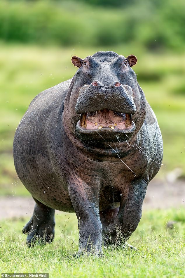 Professor John Hutchinson of the Royal Veterinary College and researcher Emily Pringle made the discovery after analysing footage of the animals jogging online.