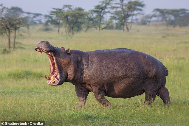 Analysis of video footage has revealed for the first time that the fastest hippos can stay airborne for considerable periods of time.