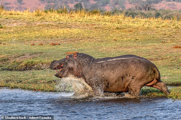 1720055367 351 No idiots How hippos fly through the air at speeds