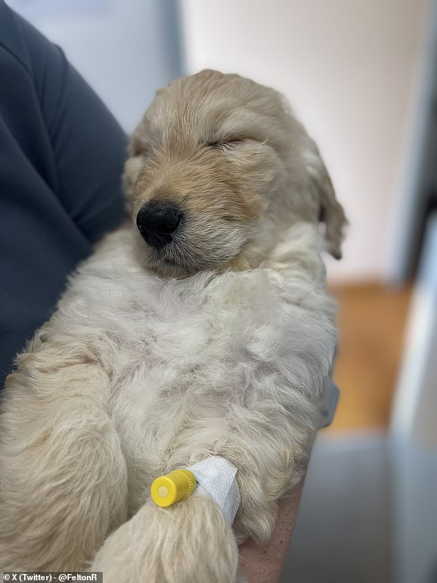 Toby is pictured sharing hugs after his operation. He has since received the life-saving treatment he needed and is recovering with his new family.