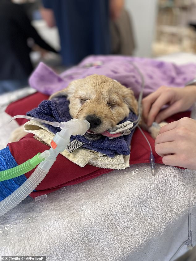 Oliver Reeve, a veterinarian from New Zealand, saved the life of a labradoodle puppy, now named Toby