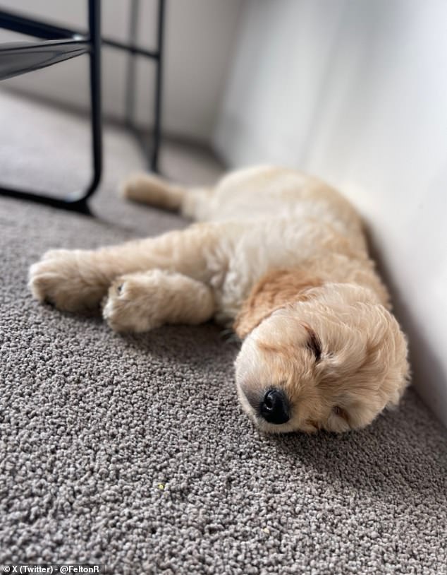 Dr. Reeve shared a photo of the sleeping pup with the caption: 