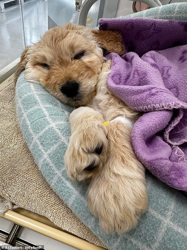 Toby looked as snug as a bug wrapped in a cozy looking blanket as he slept after his surgery.