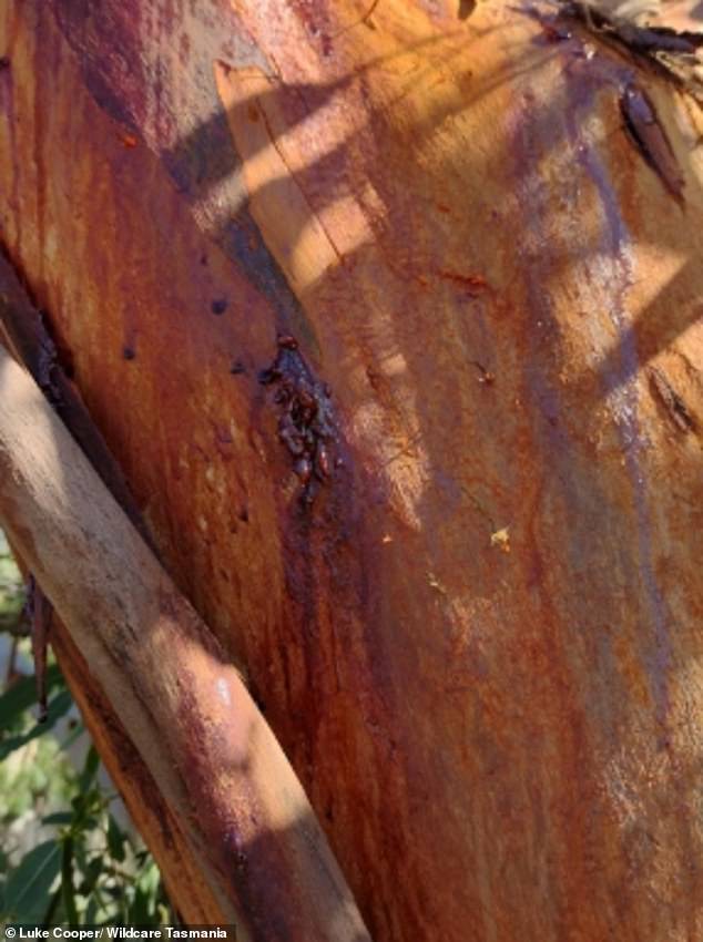 Ginger bark disease (pictured), which occurs in drought-stressed gum trees, is devastating Tasmania's forests and has also affected Western Australia.