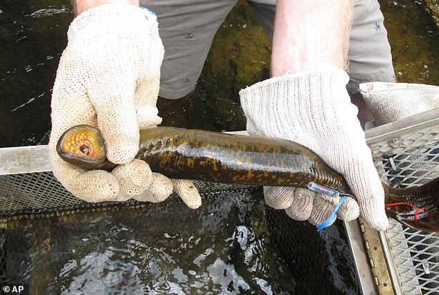 1720078206 533 Invasive vampire fish caught in Virginia river experts say its