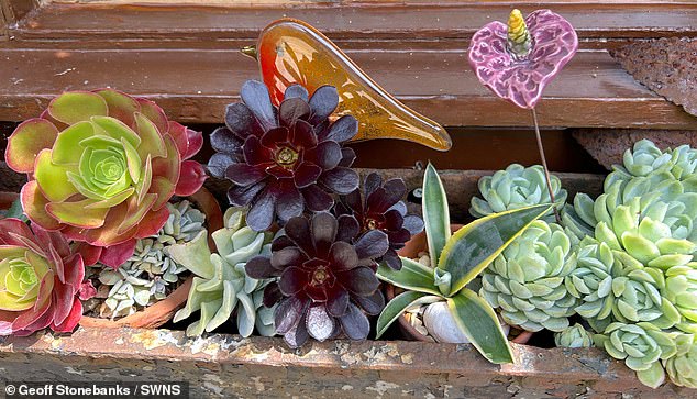 Everlasting plant in a reclaimed planter made from guttering in Geoff's garden. He suggests that another way to keep plants hydrated is to place them in two pots.