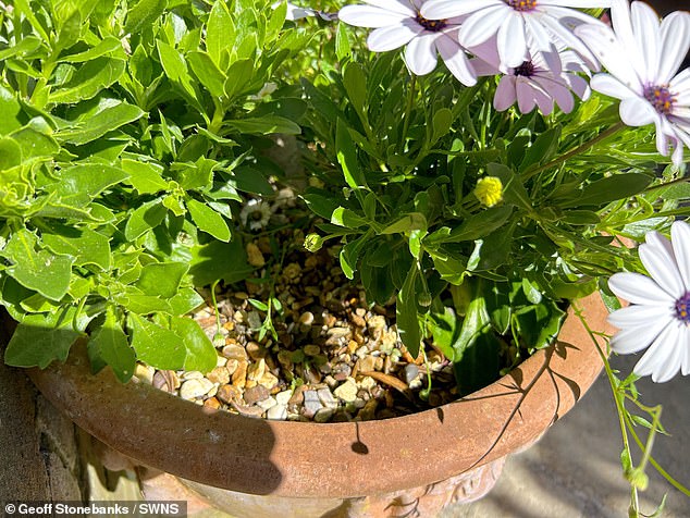 A pot of flowers in Geoff's beautiful garden. He recommends covering pots with a layer of gravel to retain moisture and keep out insects.