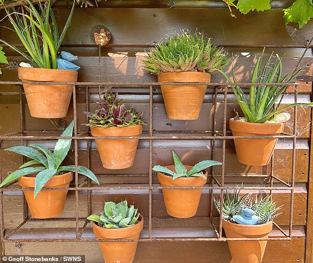 A reclaimed vertical planter with a selection of cacti. Another tip is to use containers that are as large as possible. 