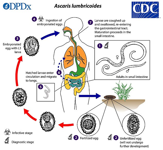 The CDC graphic above shows the life cycle of the giant roundworm.