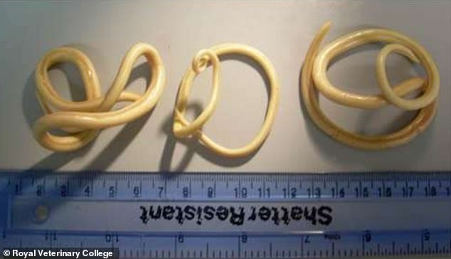 Giant roundworms can grow up to 11 inches (28 cm) long and live in the intestines for one to two years. They only cause symptoms when someone has a heavy infestation.