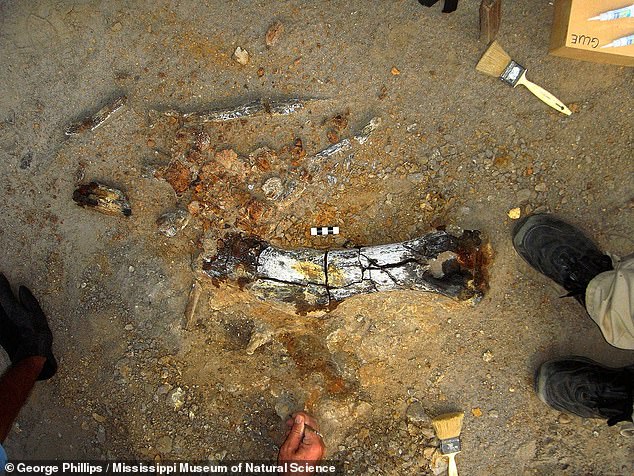 Above, the upper arm bone of an ancient hadrosaur discovered in northeastern Mississippi.