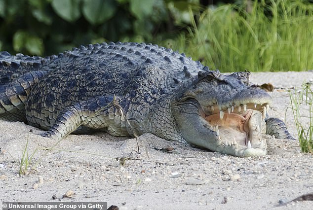 There are around 500,000 crocodiles in the Northern Territory, a huge increase in numbers in recent decades, although attacks have not increased.