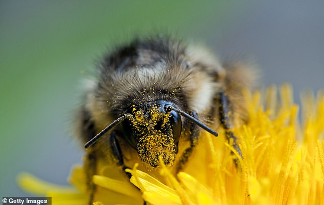 Dandelions, in particular, are a great source of nectar for bees, especially in urban areas. Less mowing of the lawn causes less disturbance to ground-dwelling bees.