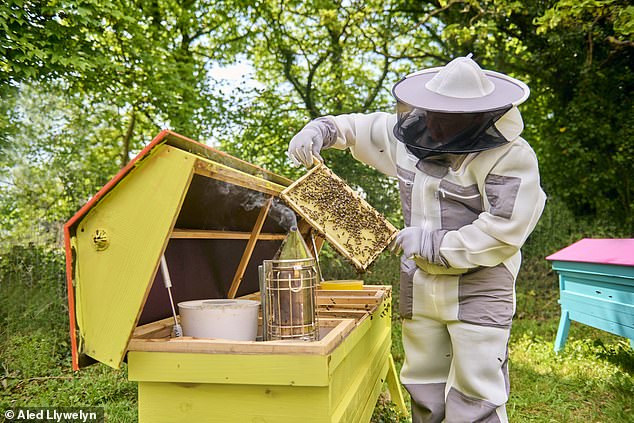 At Mark's apiary in Wales, brightly coloured hives and bee or insect hotels have proven to be much more attractive to bees.