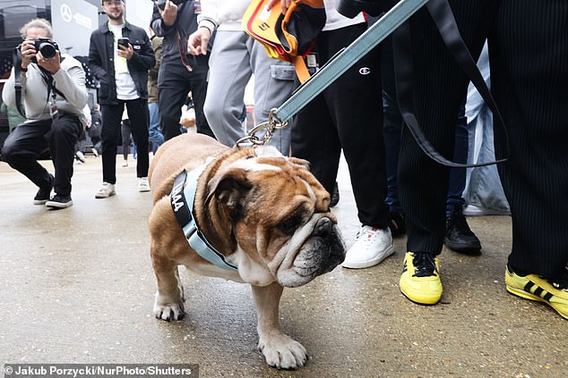 Roscoe was seen strolling behind his famous owner while Lewis stopped to chat to fans and sign some autographs.