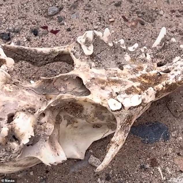 At the witch's house, a local television news crew found what appear to be the skeletal remains of a dog.